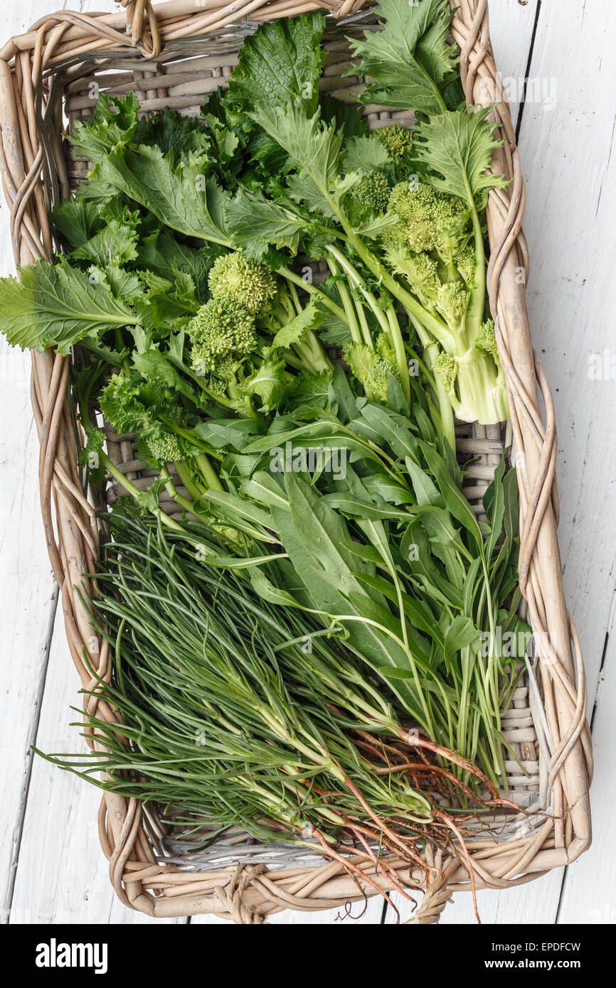 Fresh green vegetables (brassica rapa, Eruca sativa, salsola soda Stock