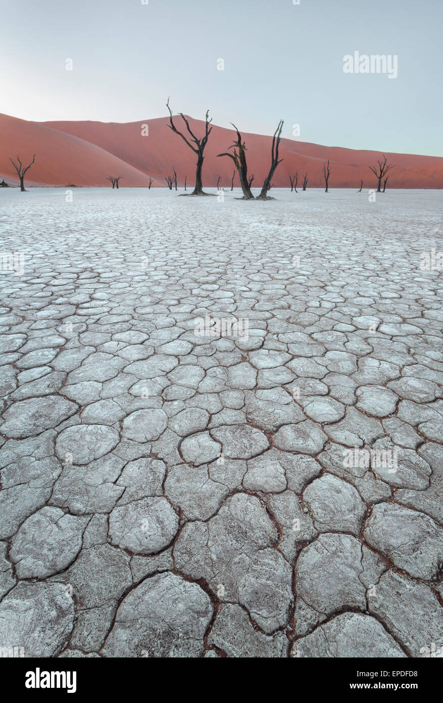 Early morning in Dead Vlei, a salt pan in Namibia. Stock Photo