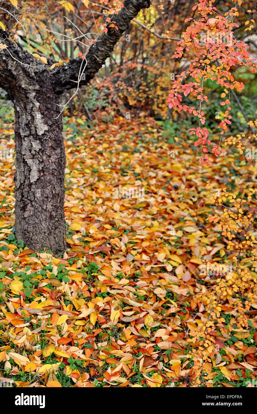 Golden yellow autumn color hi-res stock photography and images - Alamy
