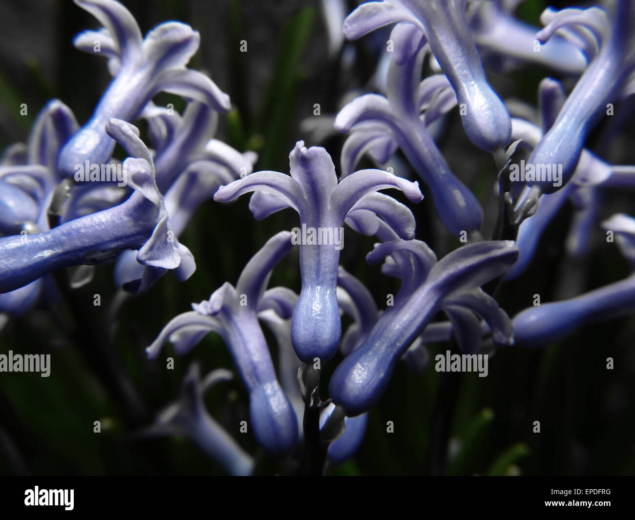Blue purple flowers hi-res stock photography and images - Alamy