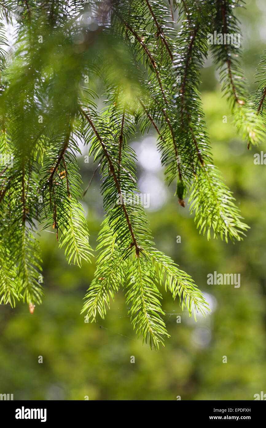 Common Spruce, Christmas Tree, shoot, sprout, sapling, Gewöhnliche Fichte, frische Triebe, Nadeln, Rotfichte, Picea abies Stock Photo