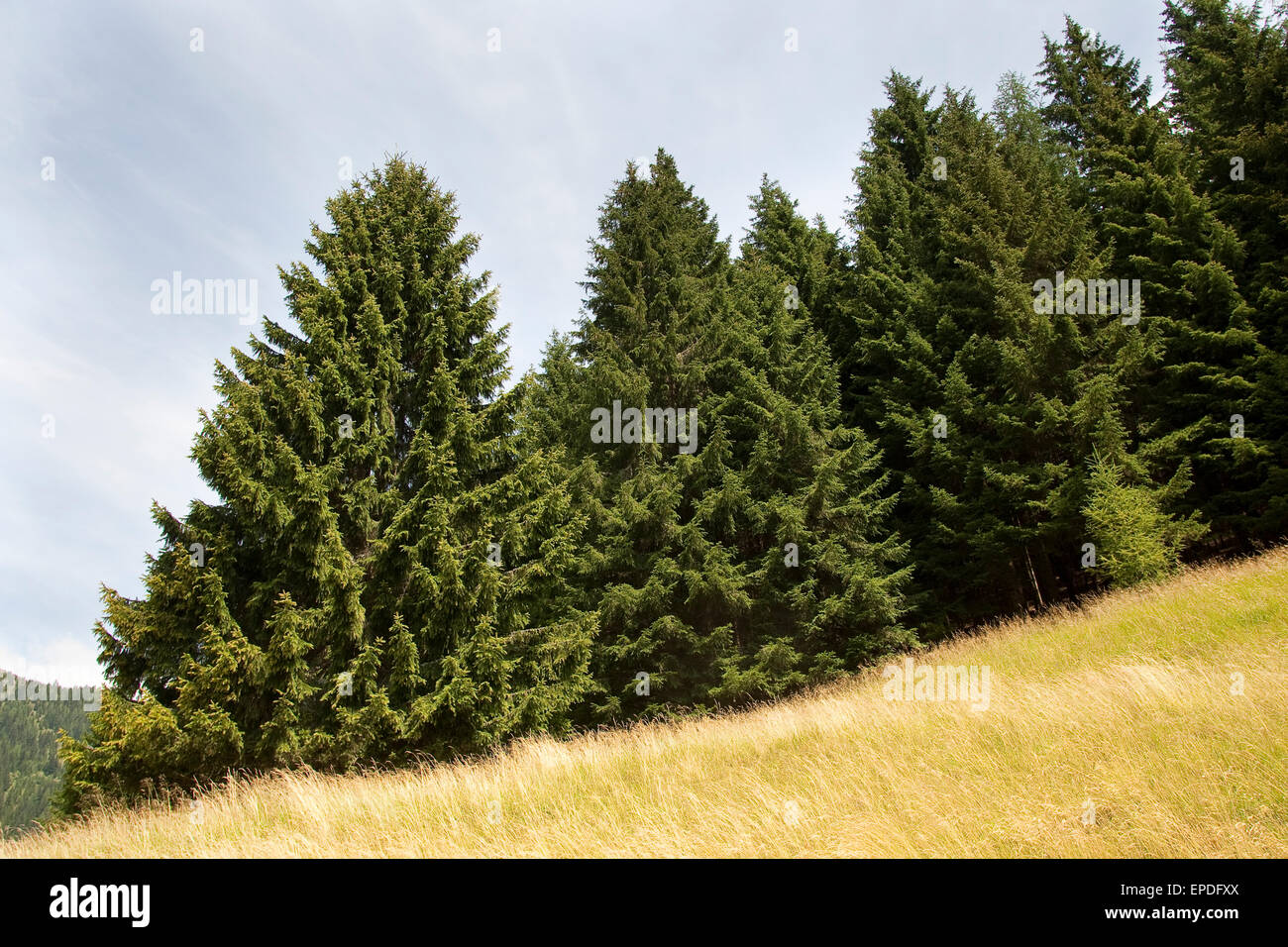 Common Spruce, Christmas Tree, Gewöhnliche Fichte, Rot-Fichte, Rotfichte, Picea abies Stock Photo