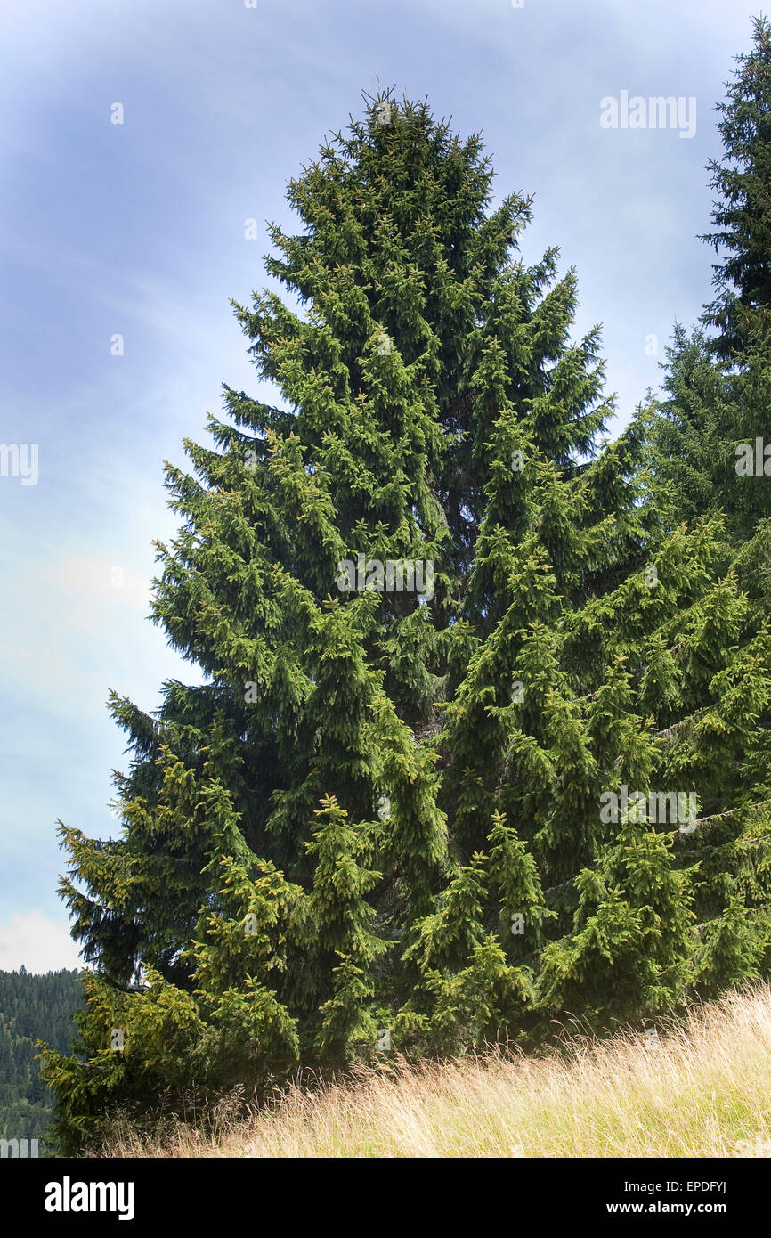 Common Spruce, Christmas Tree, Gewöhnliche Fichte, Rot-Fichte, Rotfichte, Picea abies Stock Photo