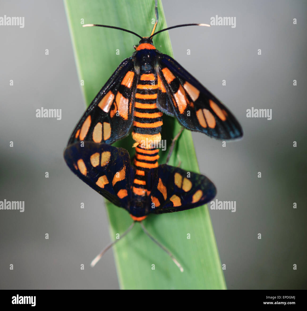 Tiger Moth (Amata spp.), Cove, New South Wales, Australia Stock Photo - Alamy