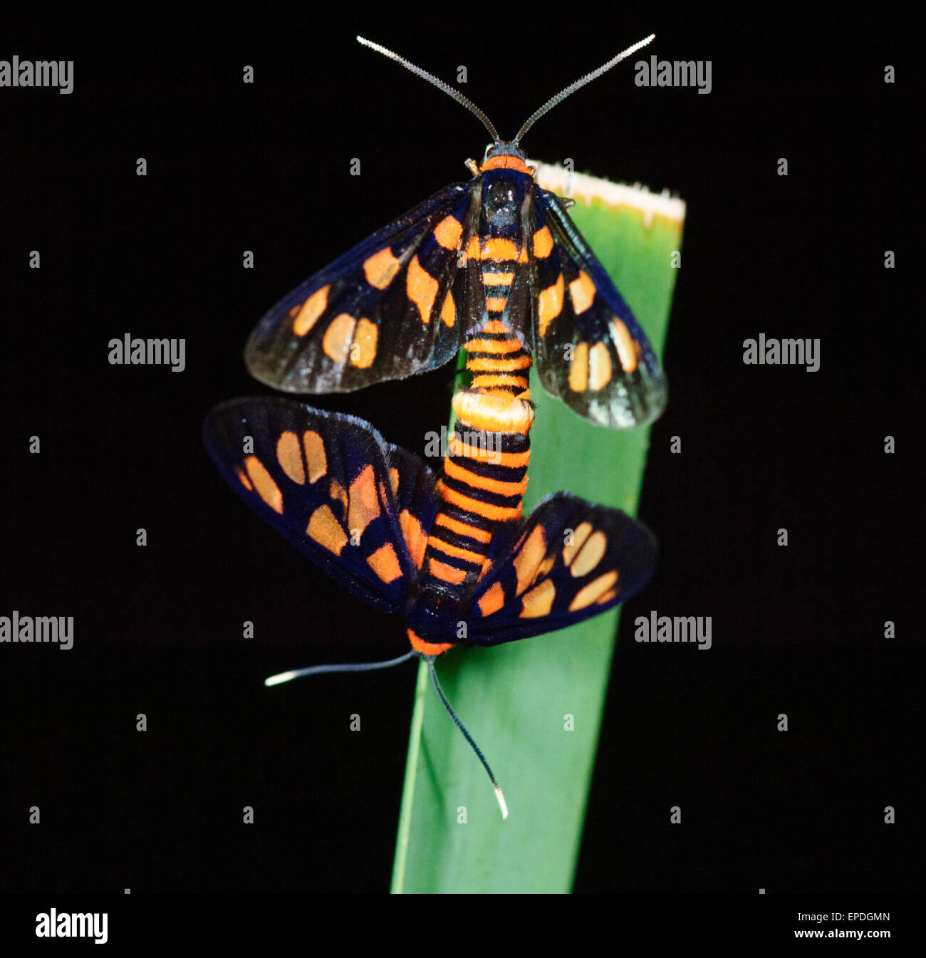 Tiger Moth (Amata spp.), Lane Cove, New South Wales, Australia Stock