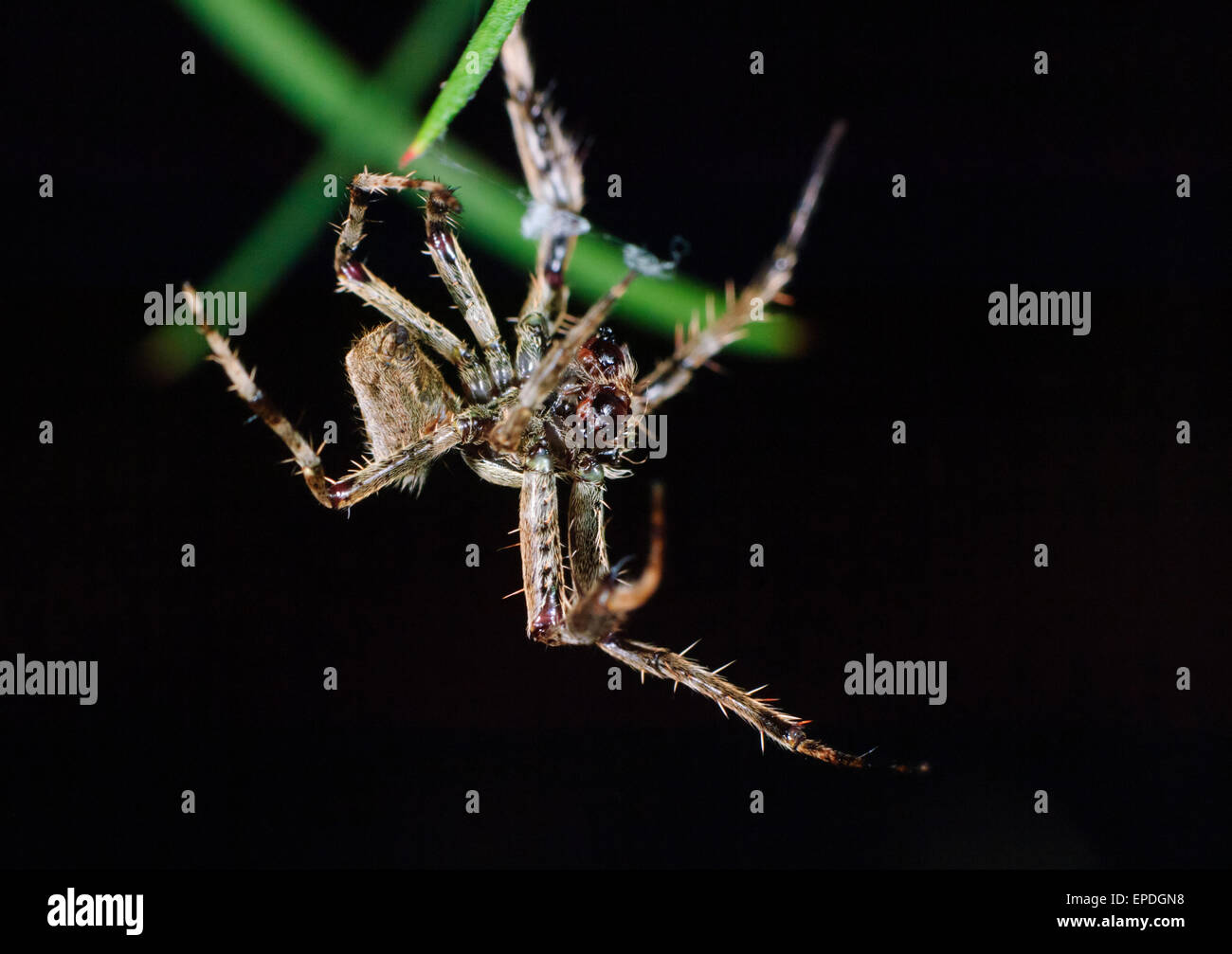 Spider, Lane Cove, New South Wales, Australia Stock Photo