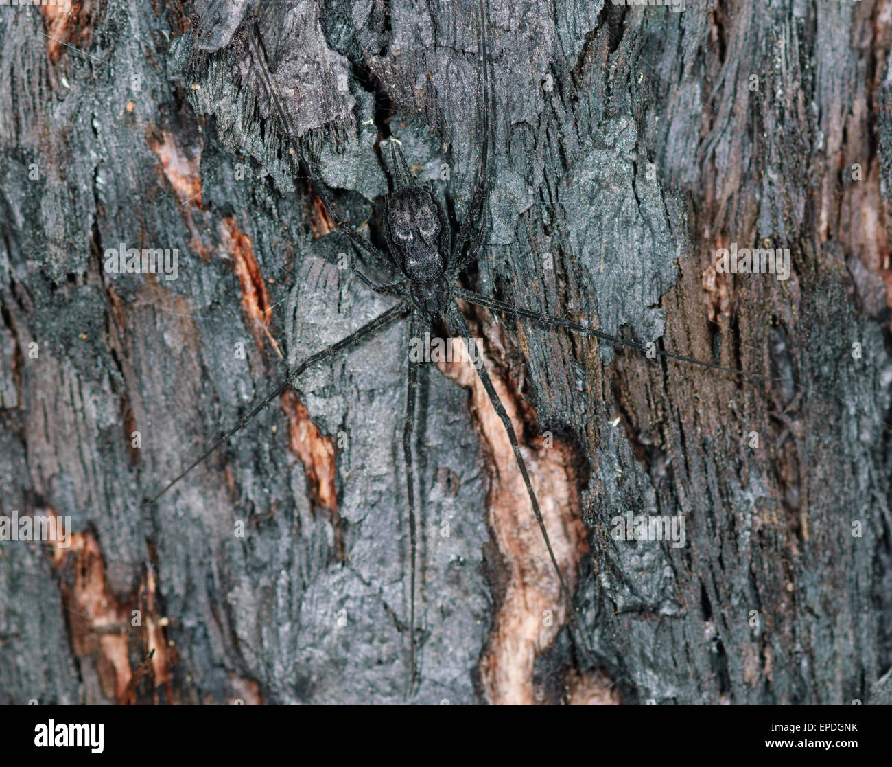 Camouflaged Twotailed Spider (Tamopsis fickerti), Lane Cove, New South