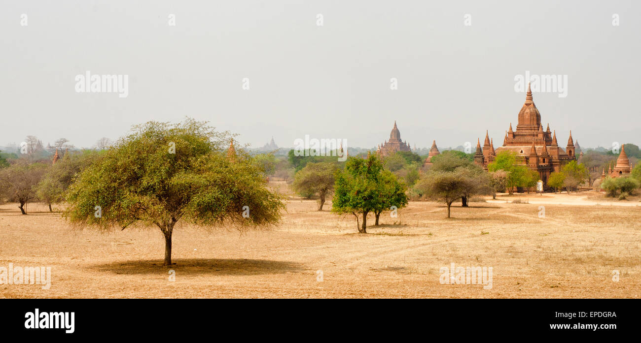 A view of a tree and temples in Bagan, Myanmar Stock Photo Alamy