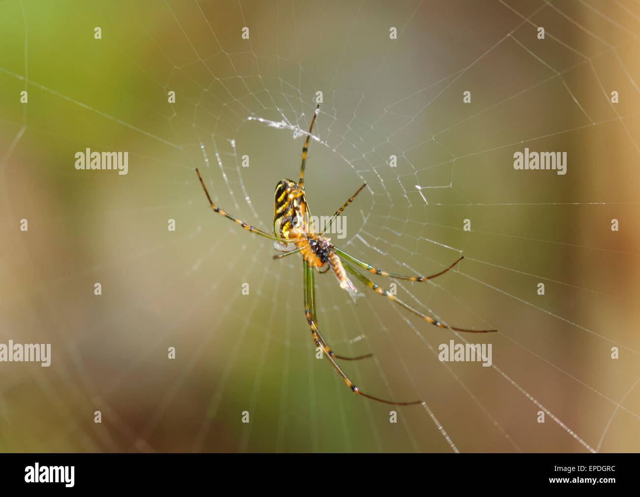 Camel Spider (Leucauge granulata), Lane Cove, New South Wales, Australia Stock Photo