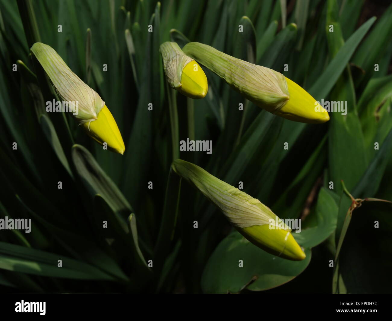 Narcissus sprouts with green leaves at the background Stock Photo Alamy
