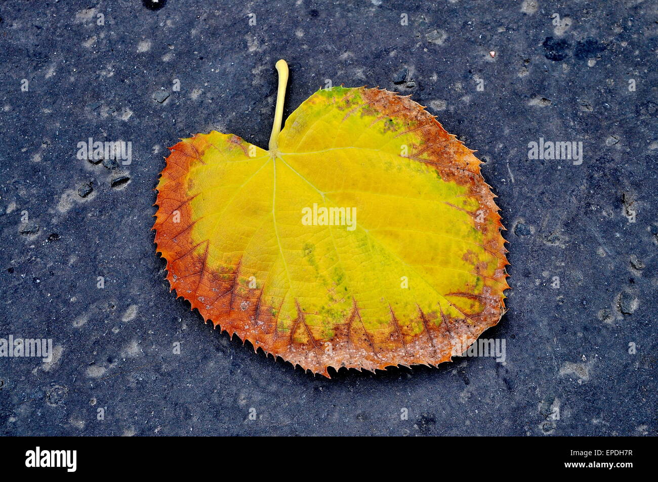 Autumn leaf hi-res stock photography and images - Alamy