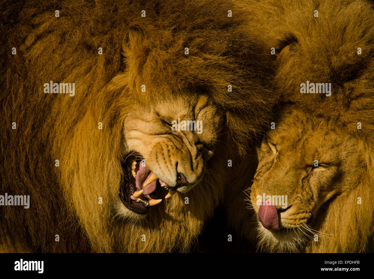 Pictured here are African Lions sharing a moment together and communicating with a roar. They are captive lions Photographed in a wildlife park. Stock Photo