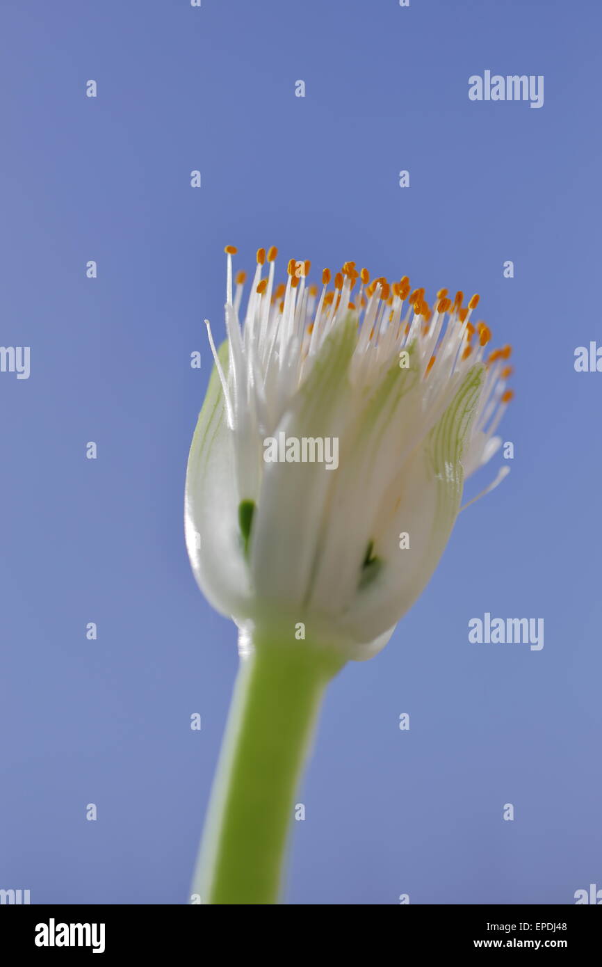 Close up of the flower head of haemanthus albiflos, an evergreen ...