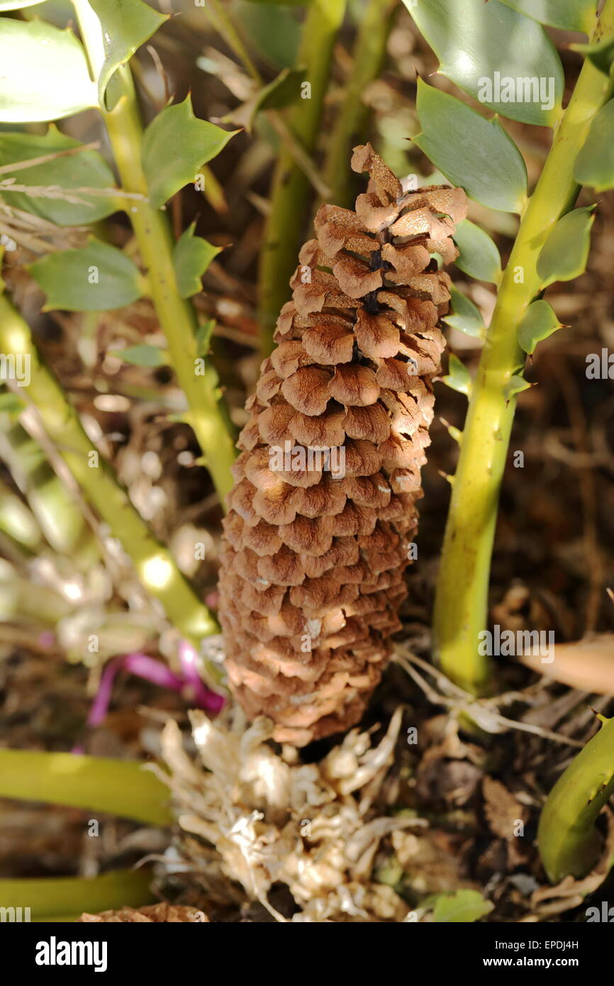 Decaying male cone of encephalartos ferox, a South African cycad species Stock Photo