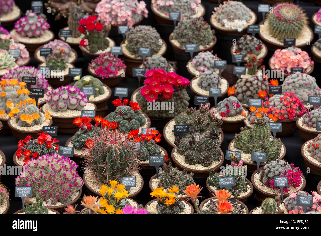 Cacti display uk hi-res stock photography and images - Alamy