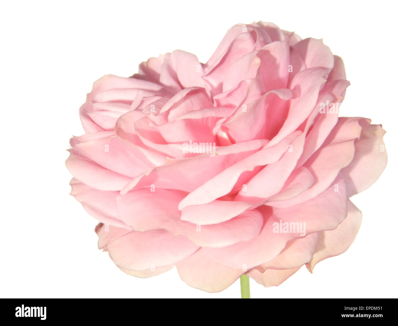 A pink rose isolated on a white background Stock Photo