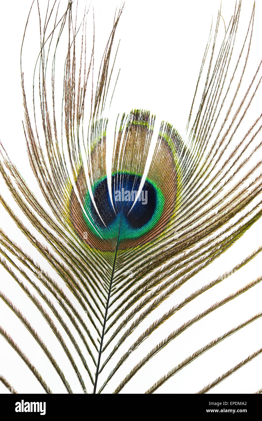 Peacock feather closeup hi-res stock photography and images - Alamy