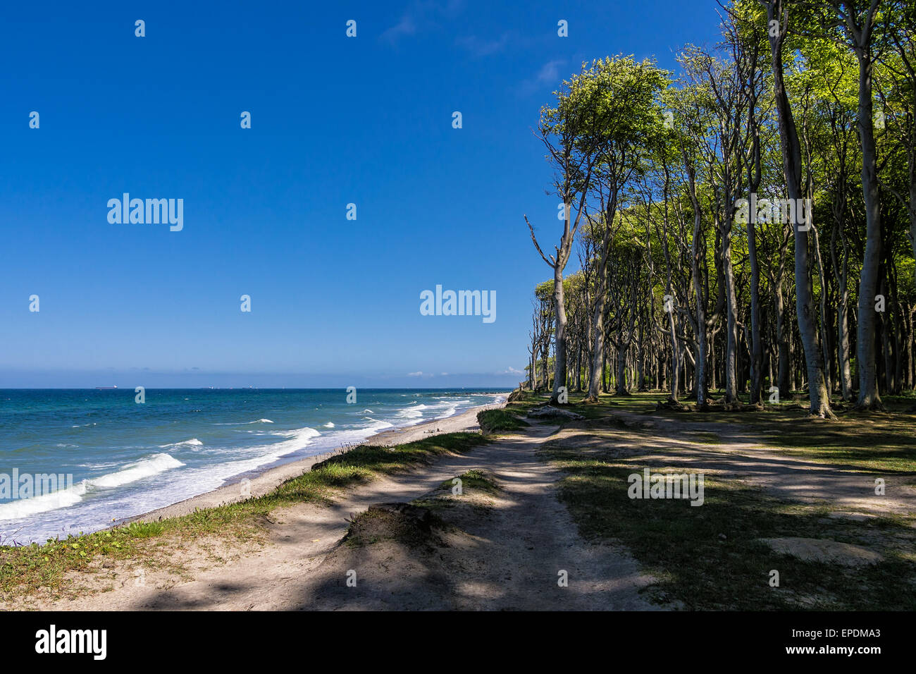 Coastal forest on the Baltic Sea coast in Nienhagen (Germany Stock ...