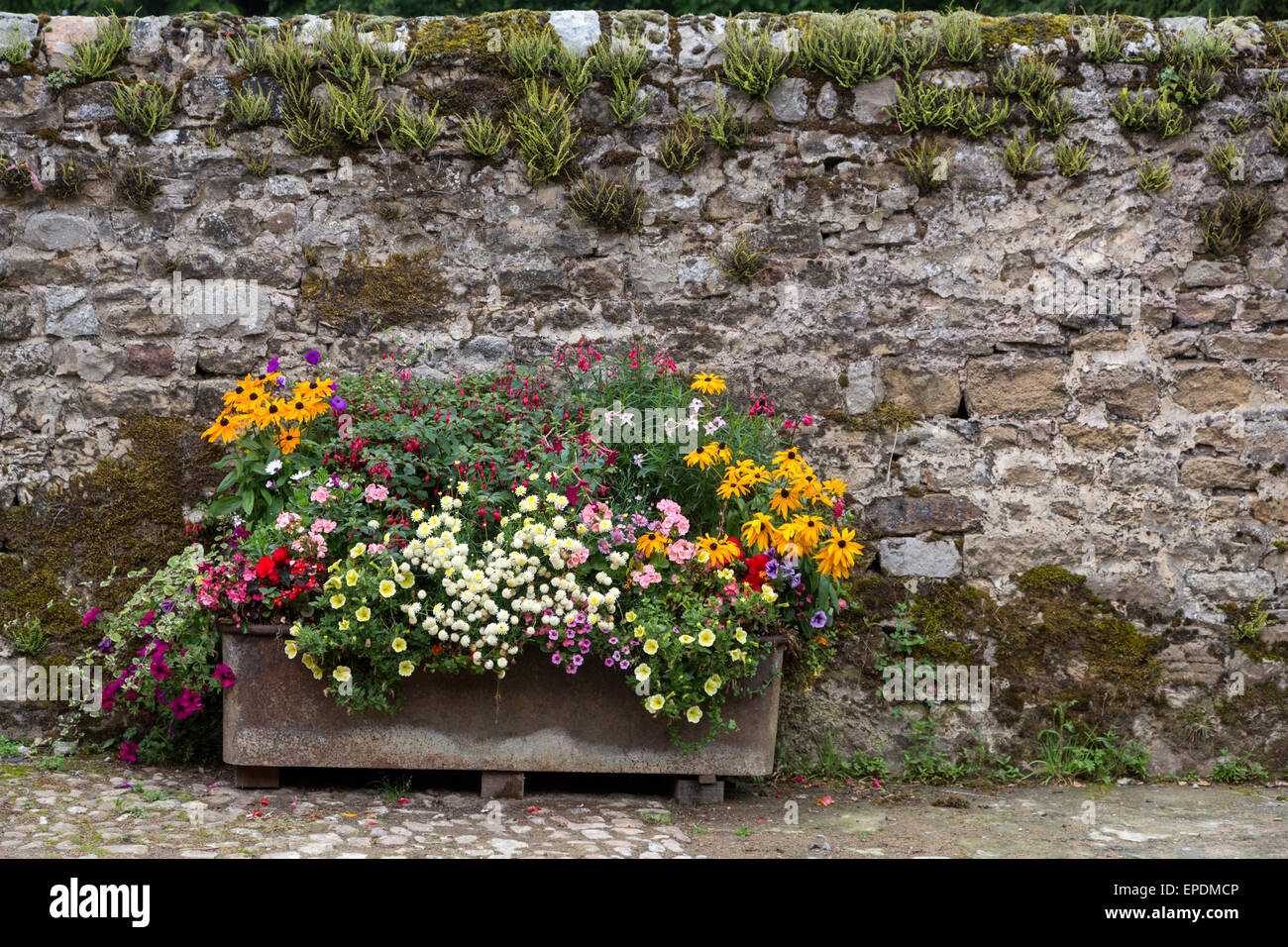 UK, England, Yorkshire.  Flower Box in Autumn, Old Stone Wall Behind. Stock Photo
