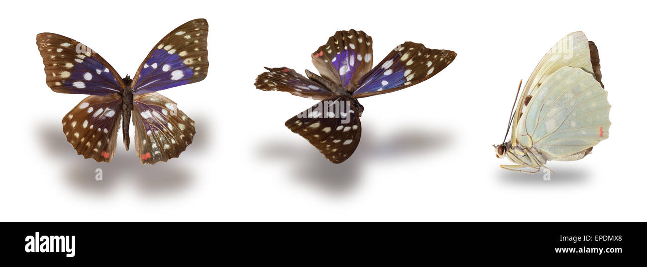 Butterfly isolated on white Stock Photo - Alamy