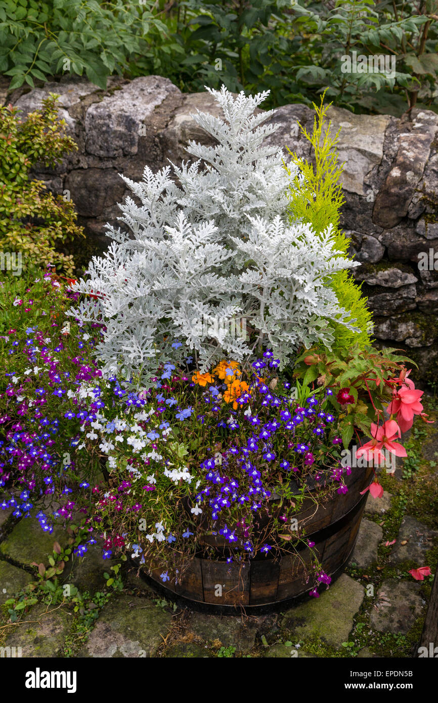 UK, England, Kettlewell, Yorkshire.  Flower Pot with Dusty Miller and Flowers. Stock Photo