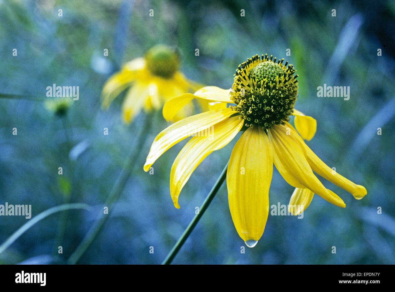 Yellow coneflowers growing in an aspen forest in northern New Mexico Stock Photo