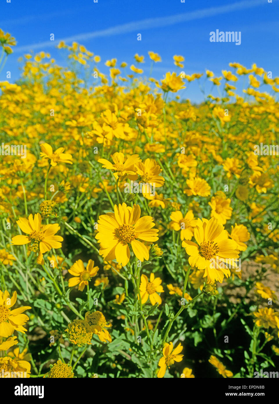 A field of camphorweed, or false goldenaster, Heterotheca subaxillaris, growing along side the highway near the town of Chama, New Mexico Stock Photo