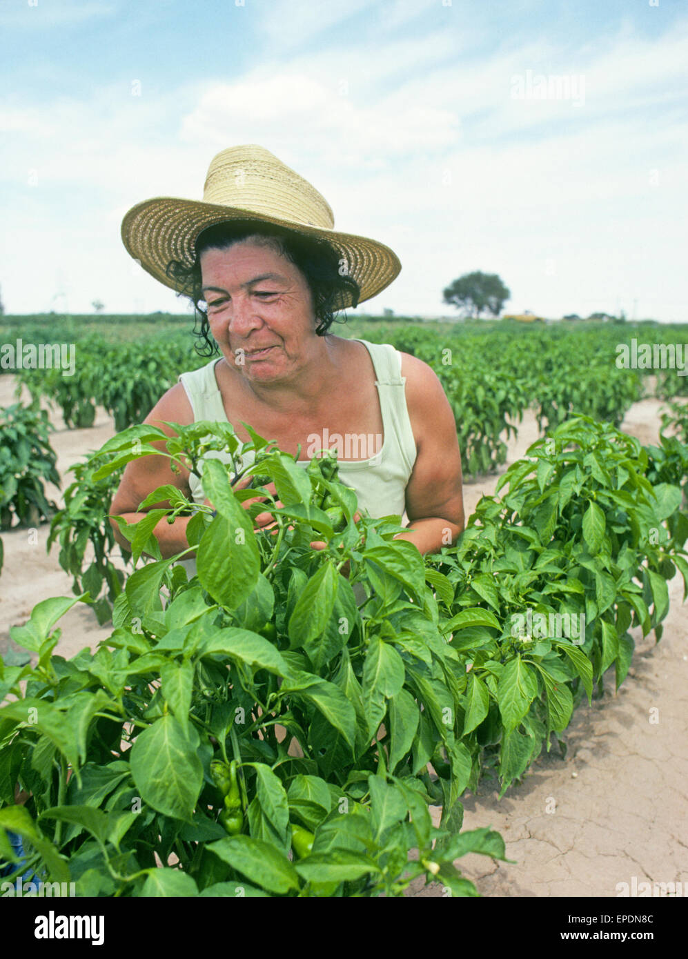 An illegal Mexican worker picks Hatch green chile from a farm field
