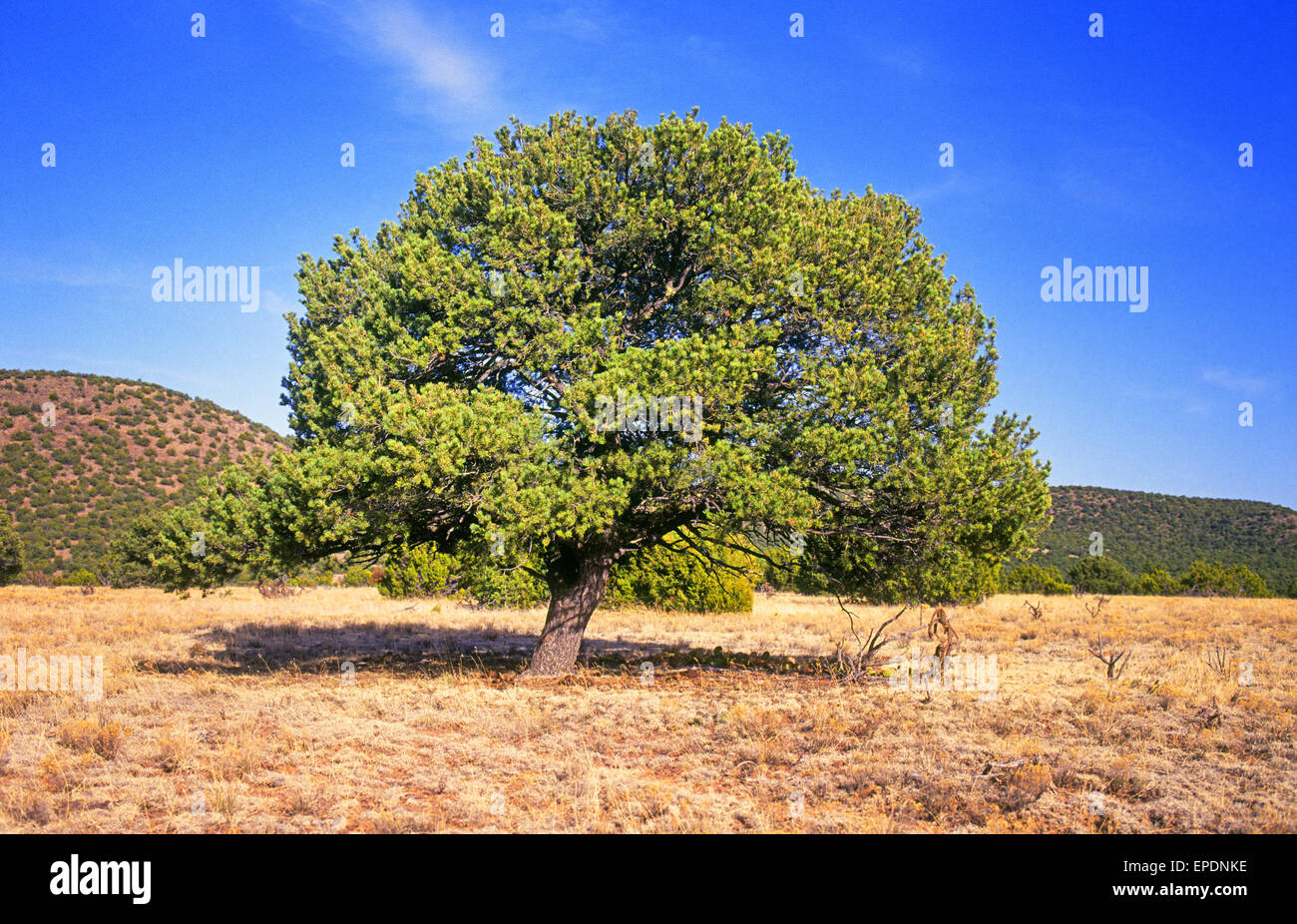 A stately pinon pine tree,  Pinus edulis, and also the New Mexico state tree, in the Galisteo Basin of northern New Mexico. Stock Photo