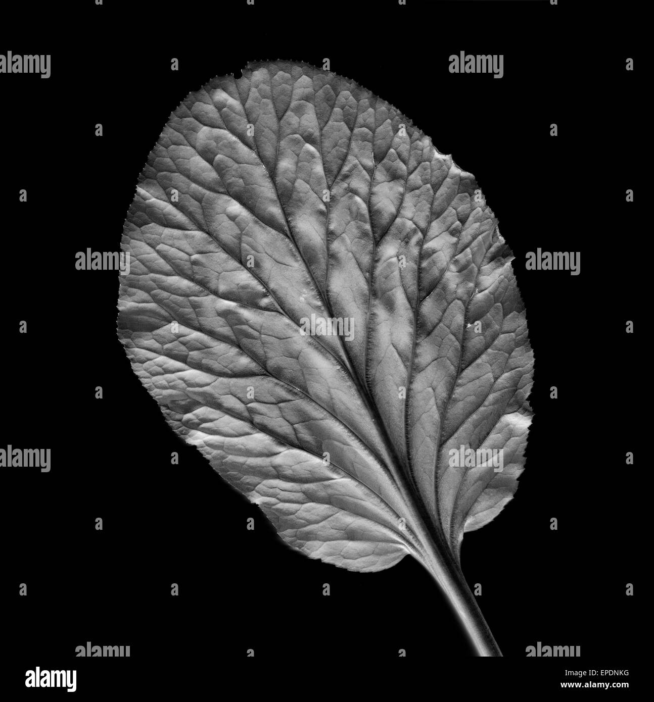 Photogram effect of elephant ear plant leaf Stock Photo