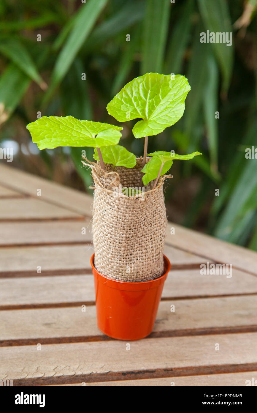 Japanese Wasabi (Wasabia japonica) Plant. Stock Photo