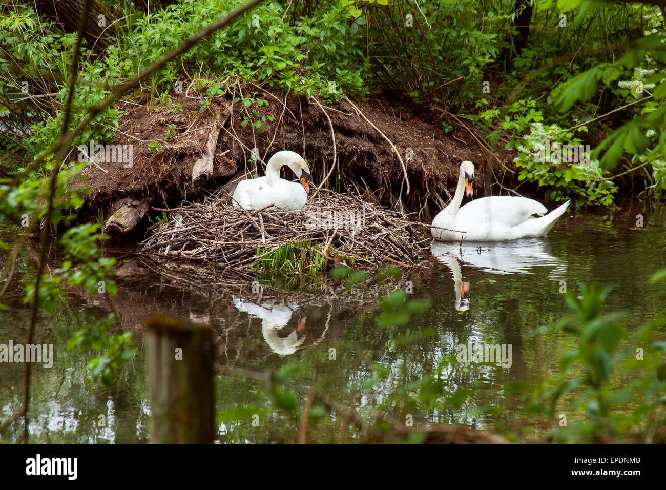 Bird nest building england hires stock photography and images Alamy