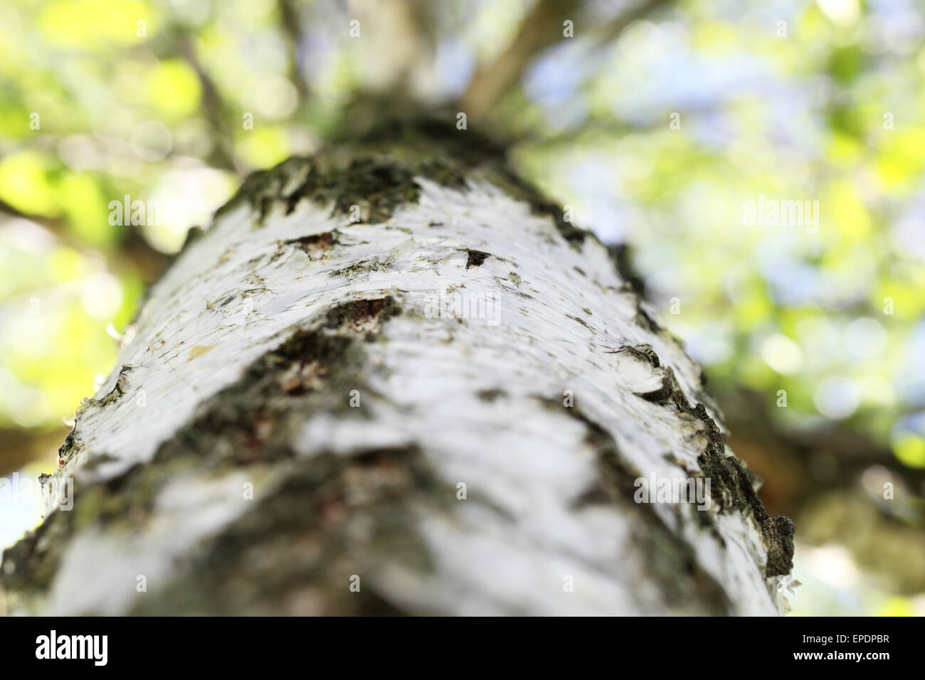 Birch trees and branches closeup Stock Photo Alamy