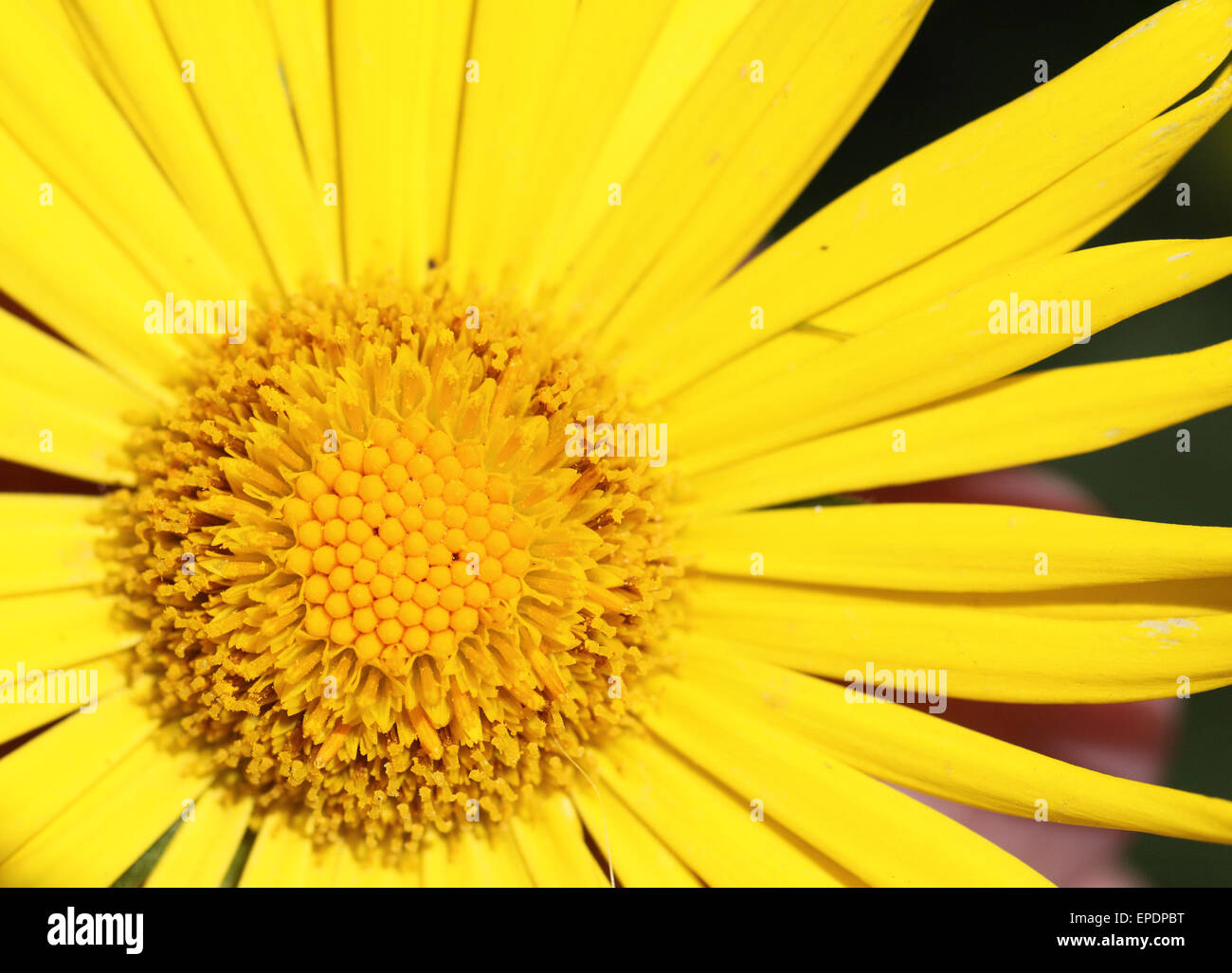 Yellow daisy hires stock photography and images Alamy
