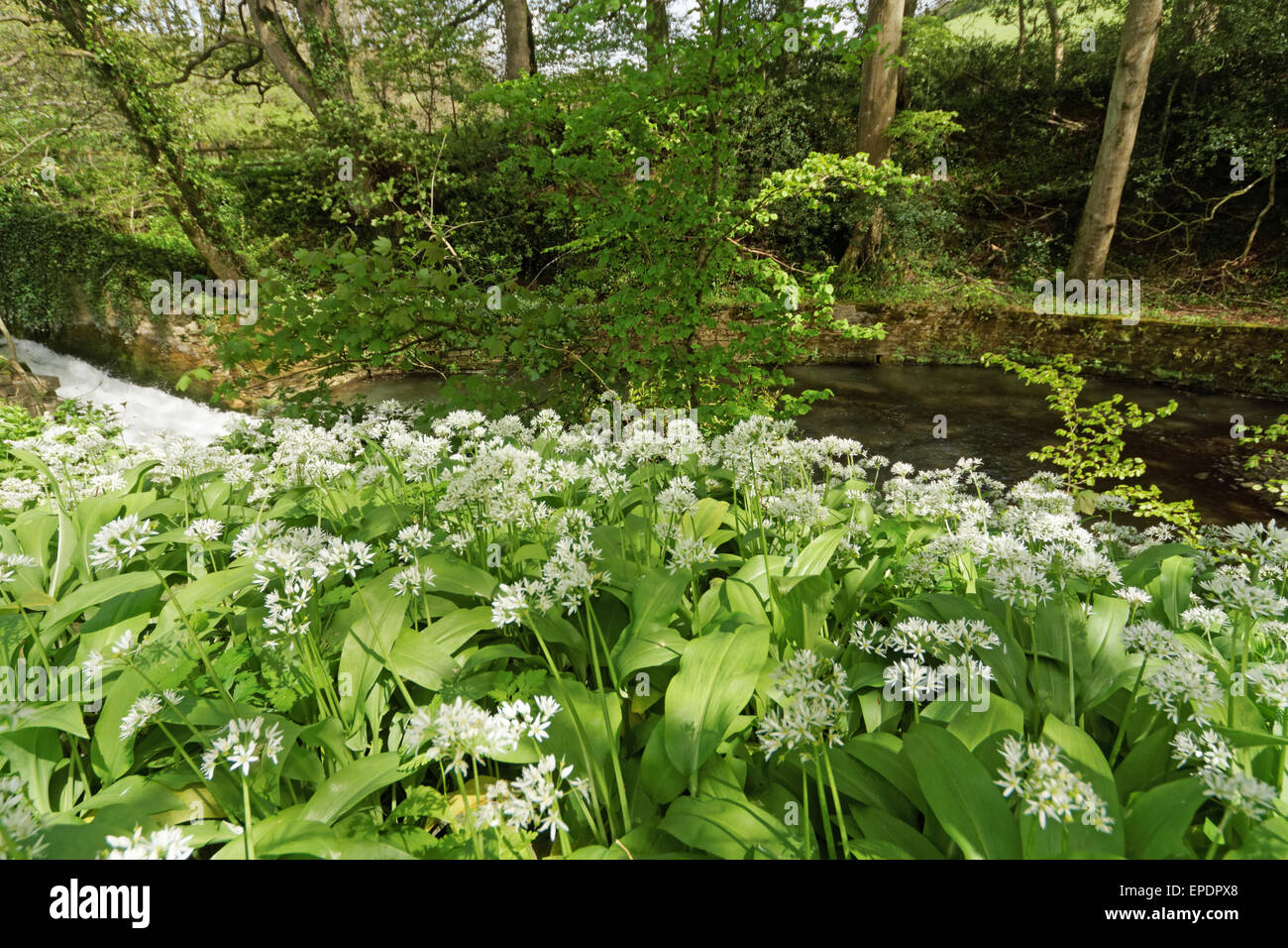 River Brit running through Slape Manor Estate Stock Photo