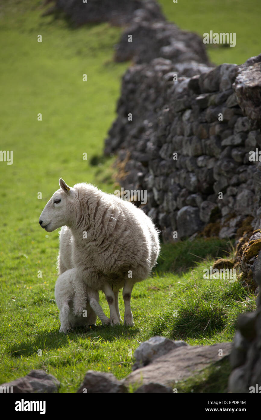 Dales Way, Yorkshire, England. Picturesque spring view of sheep and ...