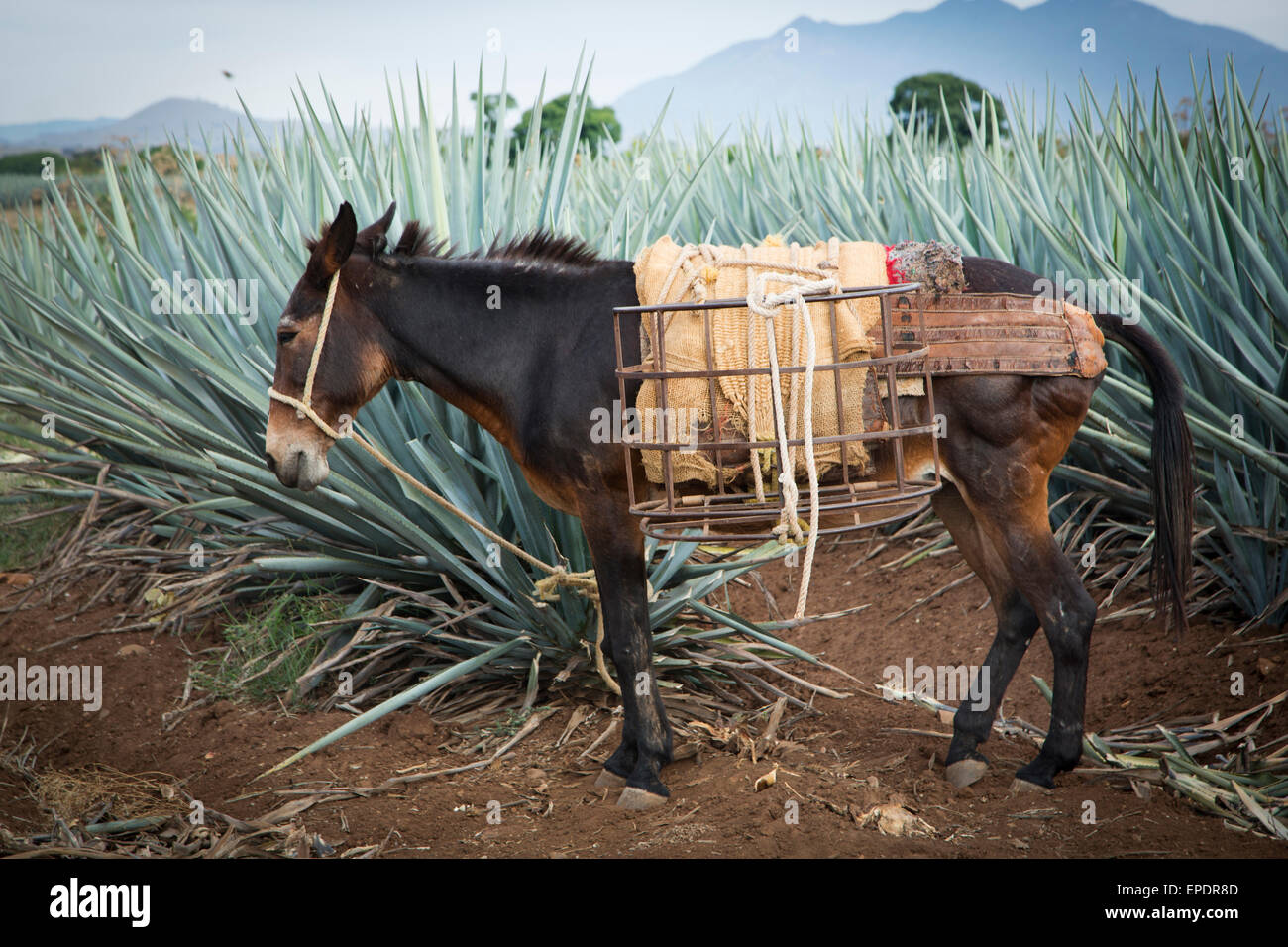 Blue agave, Harvest, Tequila, Jalisco, Mexico Stock Photo