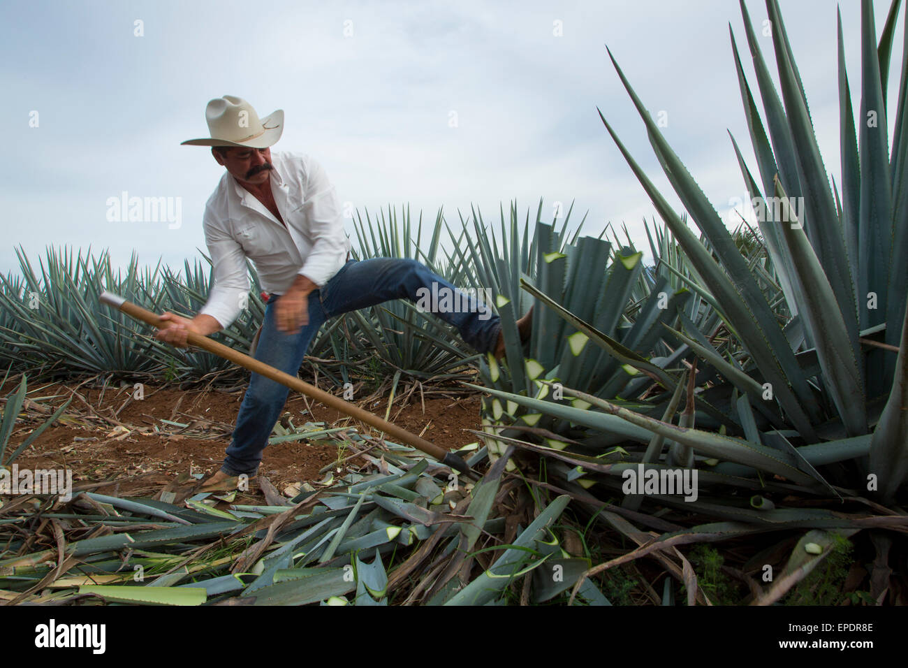 Blue agave, Harvest, Tequila, Jalisco, Mexico Stock Photo