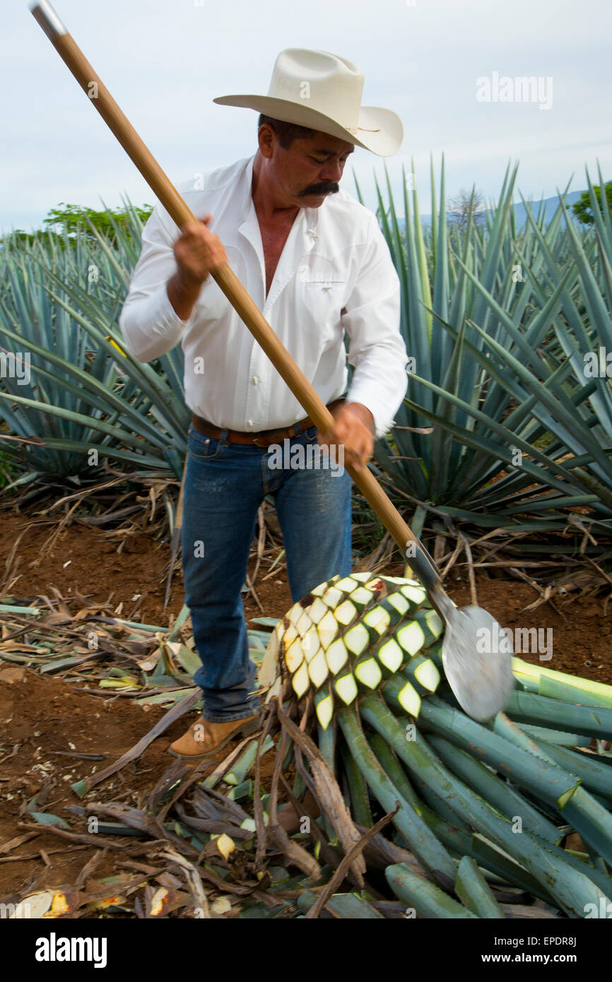 Blue agave, Harvest, Tequila, Jalisco, Mexico Stock Photo Alamy
