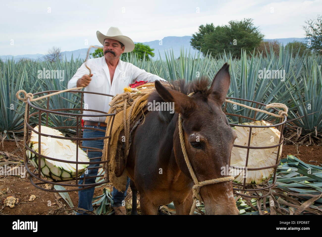 Blue agave, Harvest, Tequila, Jalisco, Mexico Stock Photo