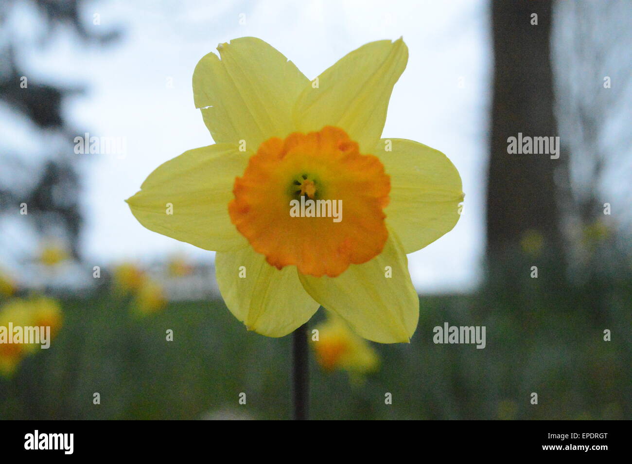 single wild daffodil Stock Photo - Alamy