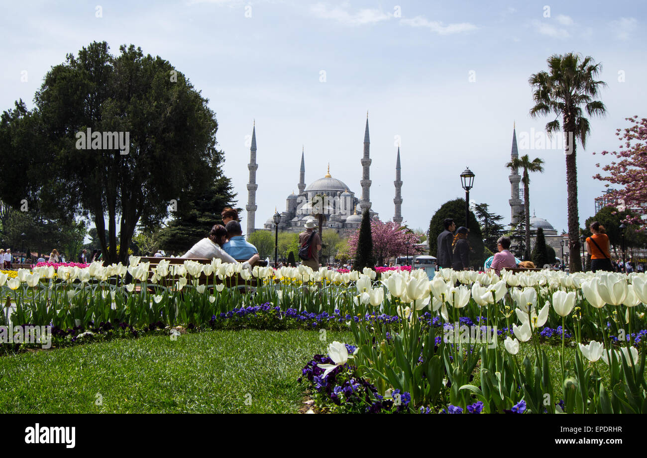 The Blue Mosque rises up behind the many tulips in Sultanahmet Park ...