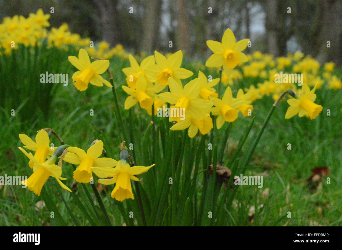 Miniature daffodils hires stock photography and images Alamy