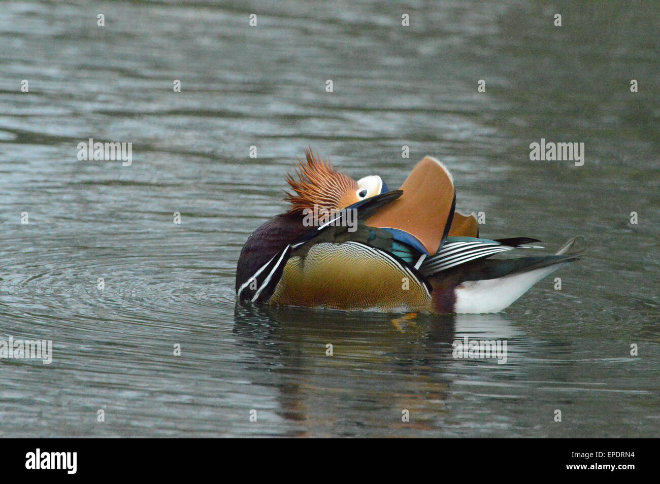Mandarin Duck Grooming Stock Photo Alamy