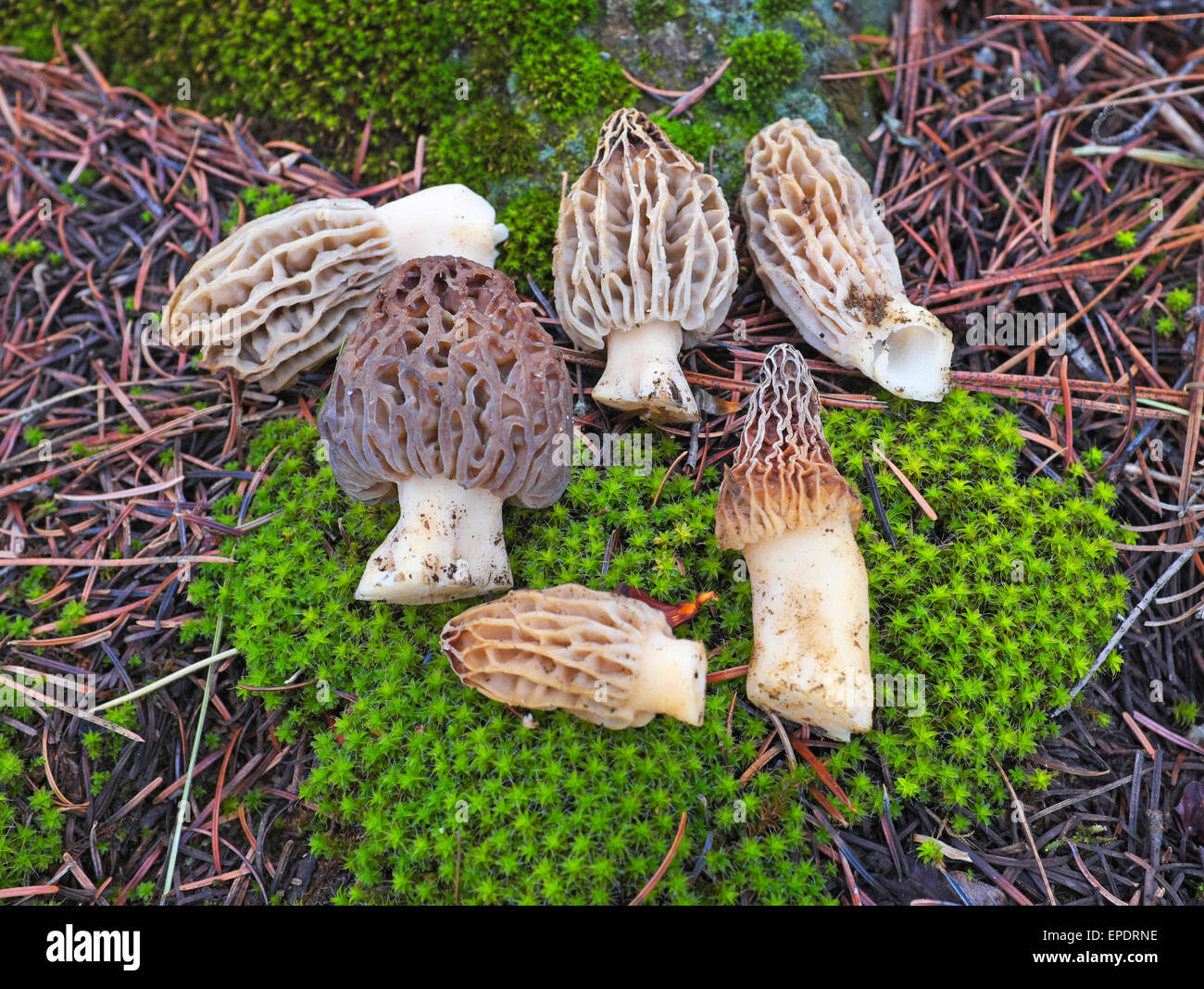A handful of yellow or golden morel mushrooms, Morchella esculenta