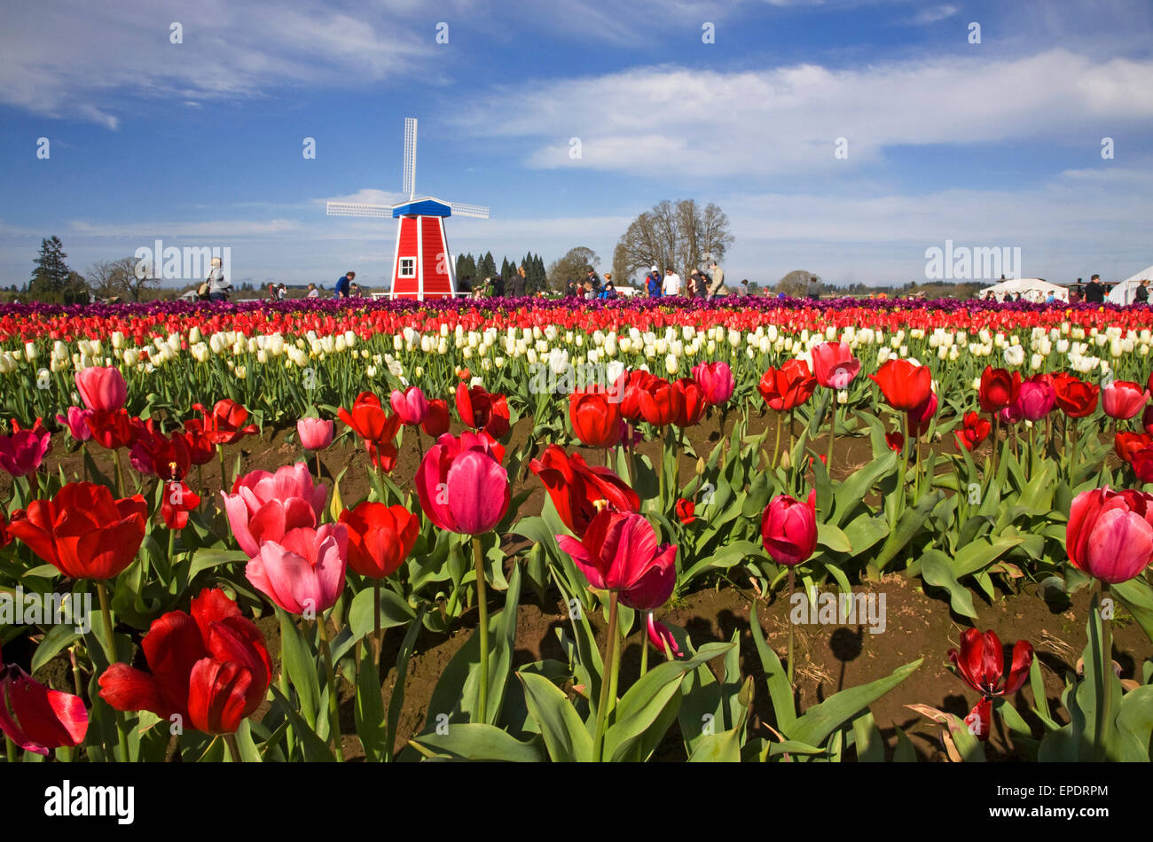 Visitors enjoy the spring Tulip Festival at the Wooden Shoe Tulip Farm