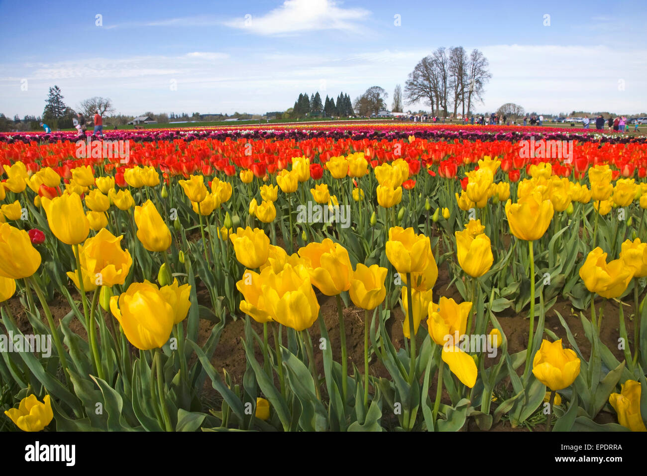 Visitors enjoy the spring Tulip Festival at the Wooden Shoe Tulip Farm