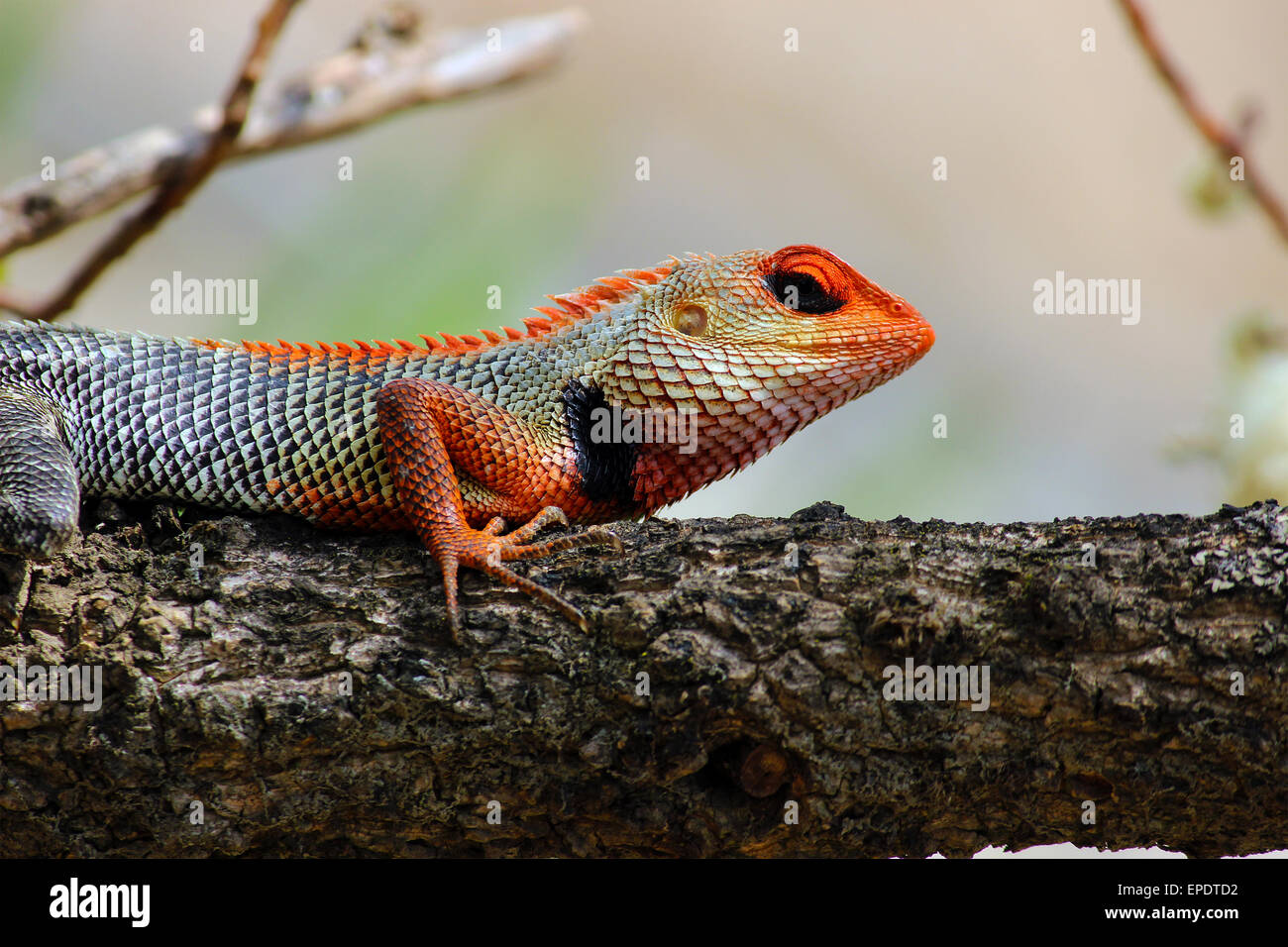 animal, animals, branch, reptile, reptiles, life, cold blooded, sharp, nails, wild life, forest, jungle, resting, climbing, color, eyes, Stock Photo