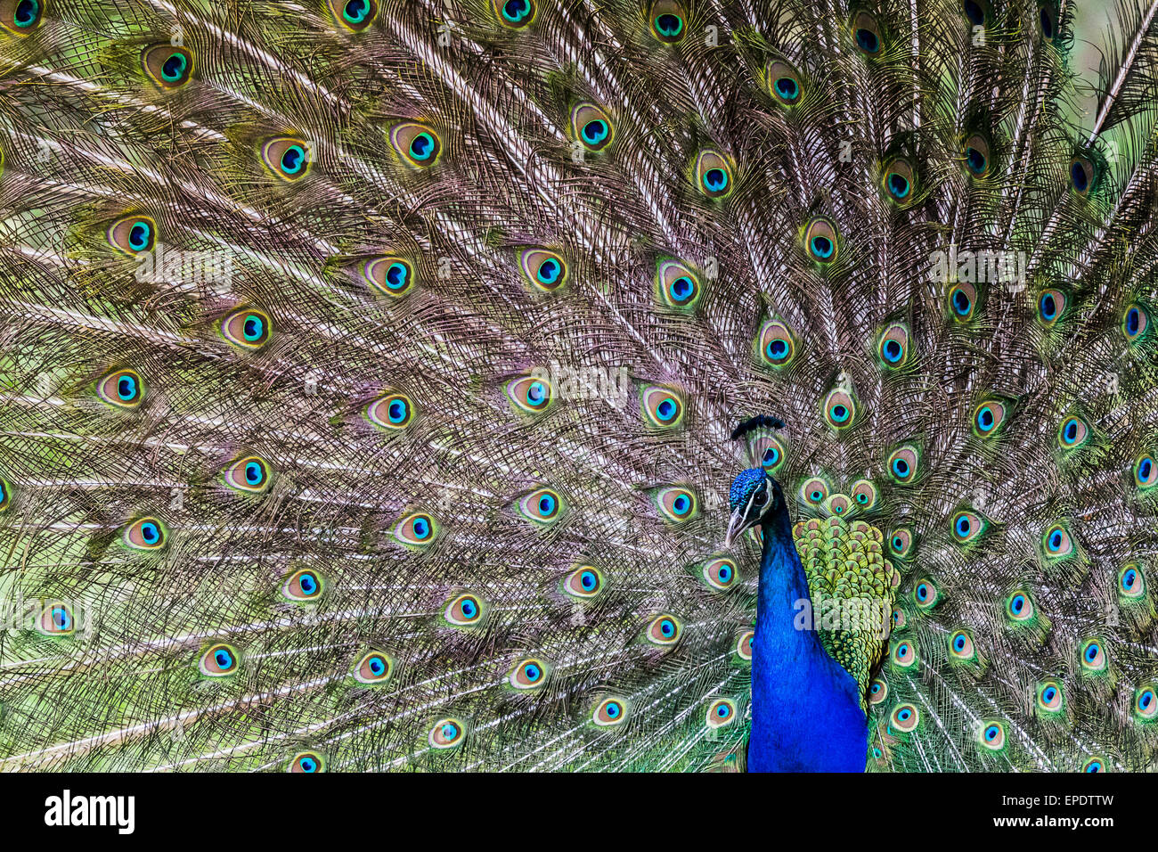 Portrait of a peacock. Stock Photo