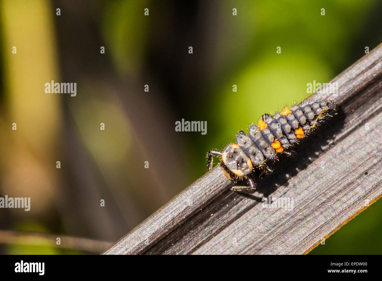 Ladybird larvae hires stock photography and images Alamy